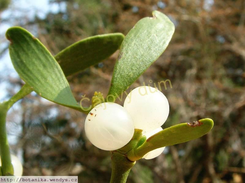 Jmelí nať řezaná